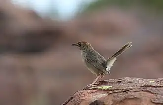 Langstaartgraszanger