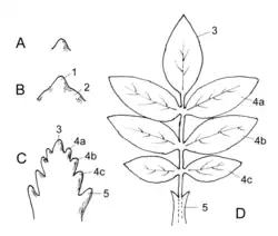 Ontwikkeling van een veerdelig blad: A&nbsp;Bladaanleg aan de groeipunt B&nbsp;Verdeling in bovenblad&nbsp;(1) en benedenblad&nbsp;(2) C&nbsp;aanleg van de blaadjes D&nbsp;veerdelig blad 3&nbsp;eindblaadje,&nbsp;4a,&nbsp;4b,&nbsp;4c&nbsp;zijblaadjes, 5 steunblaadje