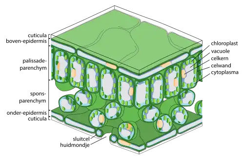 Schema bladdoorsnede. In dit schema zijn de verschillende celtypen te zien die in een blad voorkomen. Onderaan is een huidmondje zichtbaar, met daarachter het luchtige sponsparenchym. Bovenaan zijn cellen dichter op elkaar gepakt: palissadeparenchym.