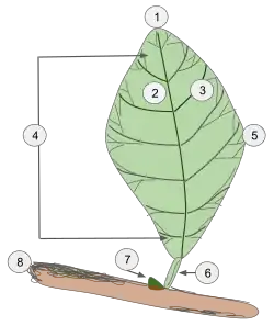 1:&nbsp;bladtop 2:&nbsp;hoofdnerf 3:&nbsp;zijnerf 4:&nbsp;bladschijf 5:&nbsp;bladrand 6:&nbsp;bladsteel 7:&nbsp;zijknop 8:&nbsp;stengel