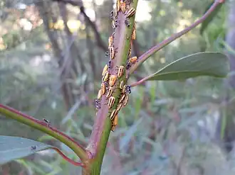 Iridomyrmex rufoniger