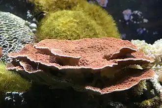 Montipora