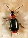 Lebia abdominalis