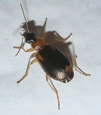 Lebia analis
