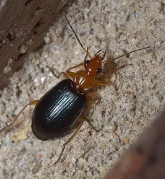 Lebia atriventris