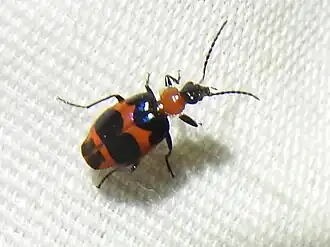 Lebia bitaeniata