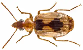 Lebia sharovae