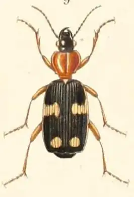 Lebia concinna