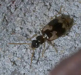 Lebia lobulata