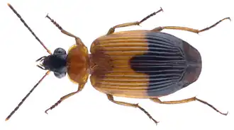 Lebia melanura