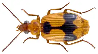 Lebia natalensis