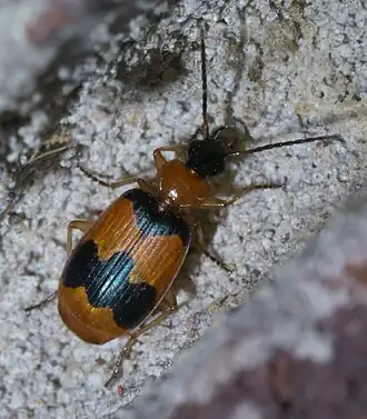 Lebia pulchella