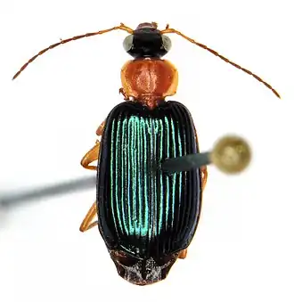 Lebia tricolor