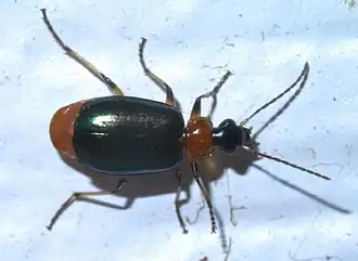 Lebia viridipennis