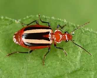 Lebia vittata