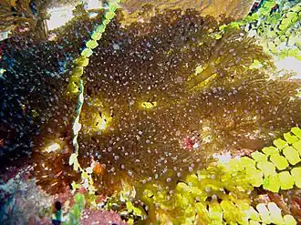 Lebrunia coralligens