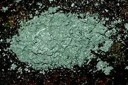 Maleboskorst (Lecanactis abietina)