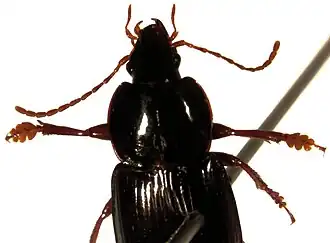 Lecanomerus insignitus