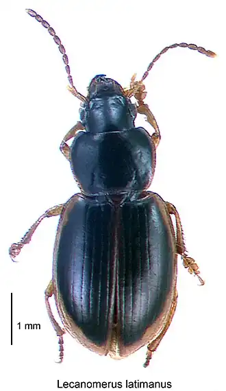 Lecanomerus latimanus