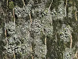 Lecanora conizaeoides op boomschors