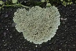 Muurschotelkorst met bleek centrum