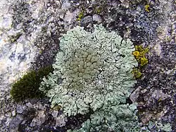 Lecanora muralis op steen