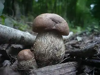 Rosse populierboleet