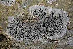 Gewoon purperschaaltje (Lecidella elaeochroma)