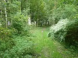 Gezicht op het pad in het bos met rechts bloeiende Japanse duizendknoop
