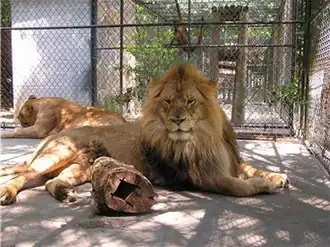 Foto: Sitha Bigger, manager TMZ 4 juli 2003