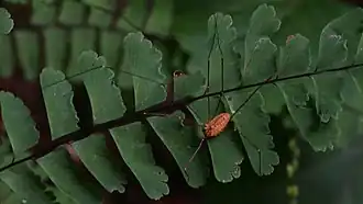 Leiobunum manubriatum