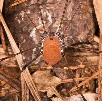 Leiobunum verrucosum