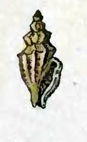 Leiocithara angulata