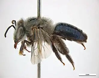 Leioproctus clypeatus
