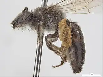 Leioproctus confusus