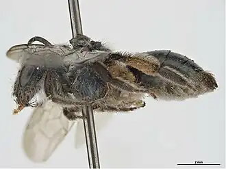 Leioproctus eraduensis