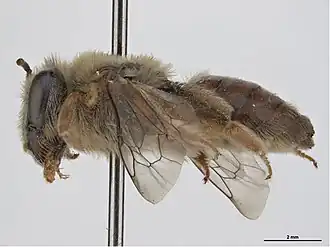 Leioproctus fimbriatinus