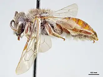 Leioproctus maculatus