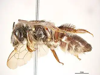 Leioproctus nigrofulvus