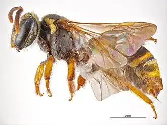 Leioproctus nomadiformis