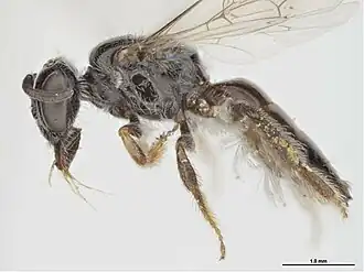 Leioproctus prolatus