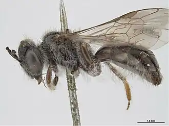 Leioproctus striatulus