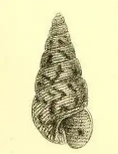 Leiopyrga octona