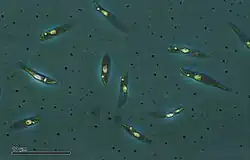 Promastigoten van Leishmania tropica