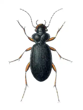 Zwartblauwe baardloper