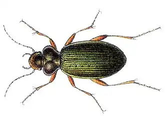 Leistus nitidus
