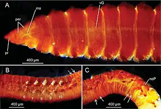 Leitoscoloplos cliffordi