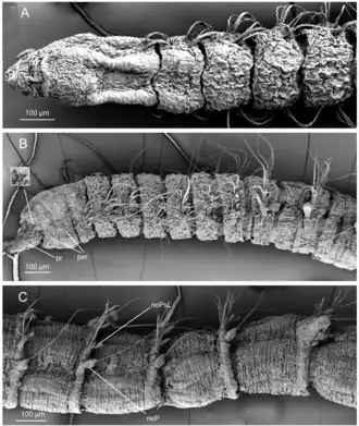 Leitoscoloplos drakei