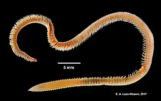 Leitoscoloplos fragilis