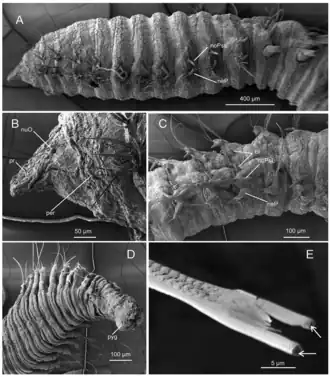 Leitoscoloplos geminus